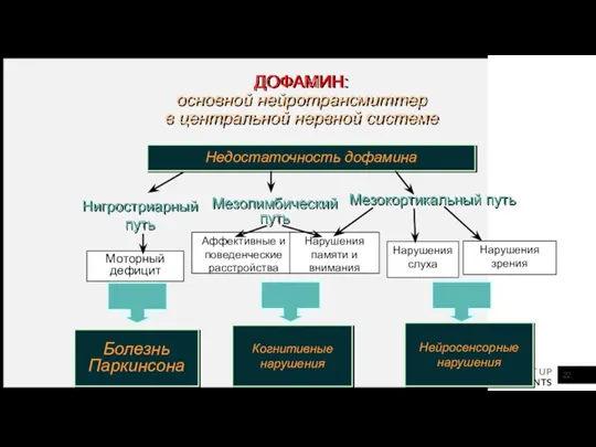 Нигростриарный путь Мезолимбический путь Мезокортикальный путь Моторный дефицит Аффективные и поведенческие расстройства