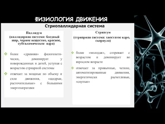 ФИЗИОЛОГИЯ ДВИЖЕНИЯ Стриатум (стриарная система: хвостатое ядро, скорпула) более «молодая», созревает с