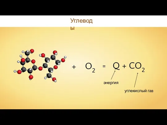 Углеводы + O2 = Q + CO2