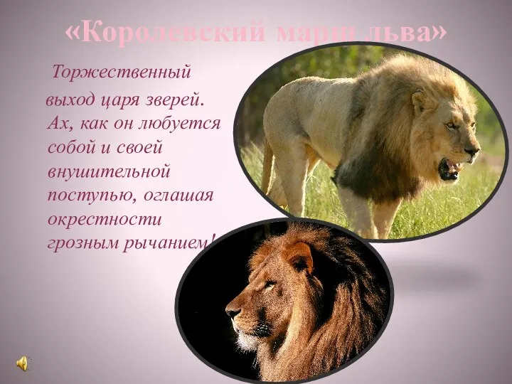 «Королевский марш льва» Торжественный выход царя зверей. Ах, как он любуется собой