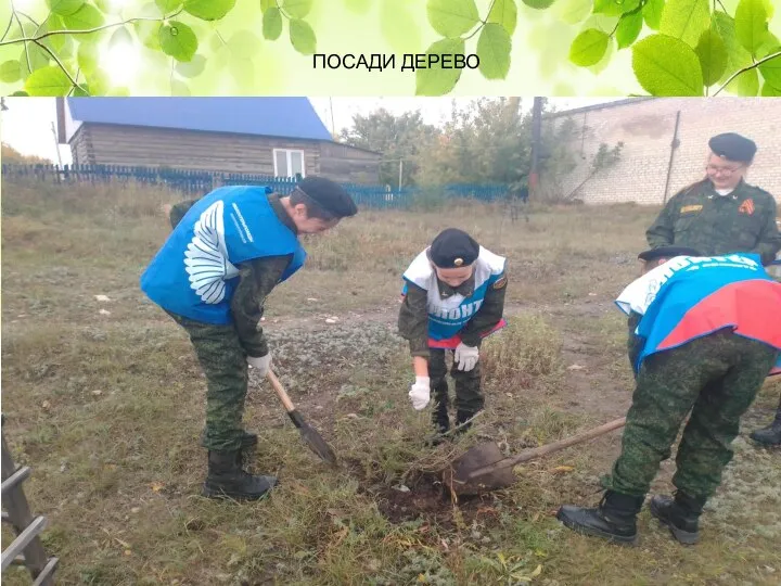 ПОСАДИ ДЕРЕВО