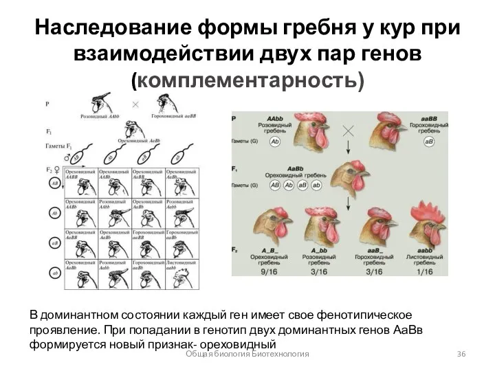 Наследование формы гребня у кур при взаимодействии двух пар генов (комплементарность) В