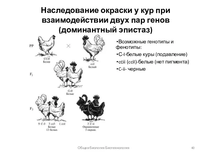 Наследование окраски у кур при взаимодействии двух пар генов (доминантный эпистаз) Возможные