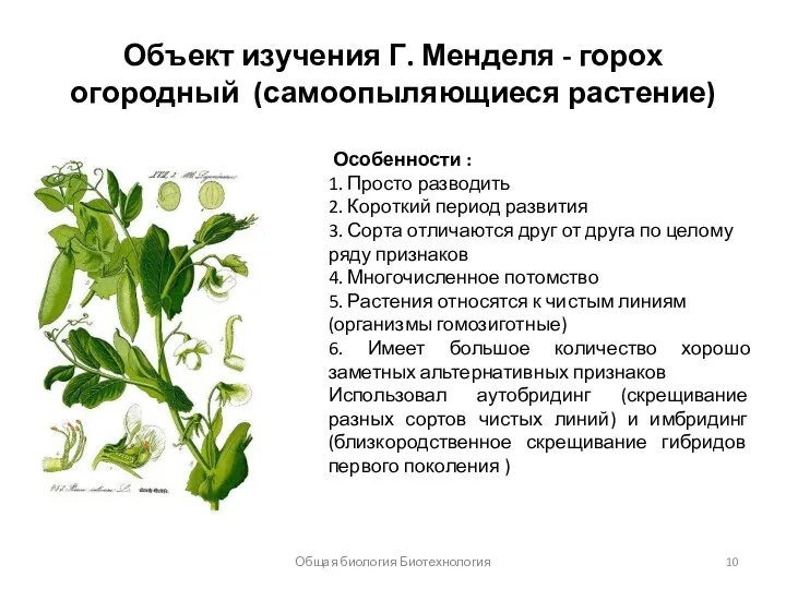 Объект изучения Г. Менделя - горох огородный (самоопыляющиеся растение) Особенности : 1.