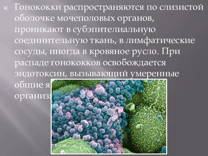 Гонококки распространяются по слизистой оболочке мочеполовых органов, проникают в субэпителиальную соединительную ткань,