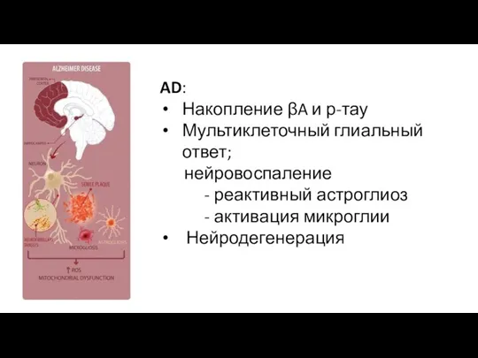 AD: Накопление βA и р-тау Мультиклеточный глиальный ответ; нейровоспаление - реактивный астроглиоз - активация микроглии Нейродегенерация
