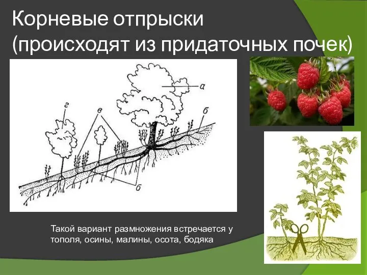 Корневые отпрыски (происходят из придаточных почек) Такой вариант размножения встречается у тополя, осины, малины, осота, бодяка