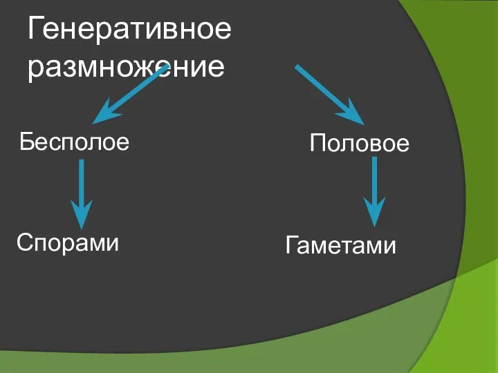 Генеративное размножение Бесполое Половое Спорами Гаметами