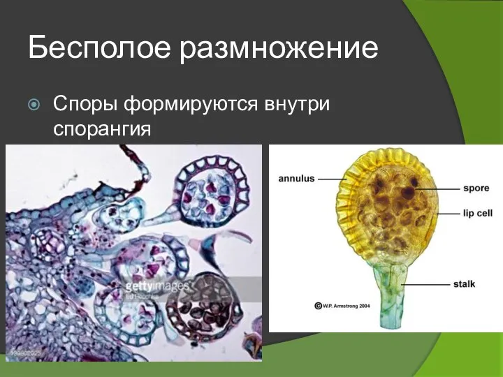 Бесполое размножение Споры формируются внутри спорангия