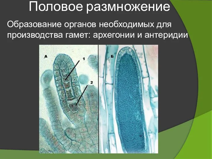 Половое размножение Образование органов необходимых для производства гамет: архегонии и антеридии