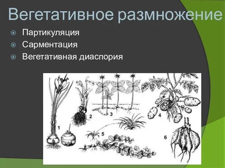 Вегетативное размножение Партикуляция Сарментация Вегетативная диаспория