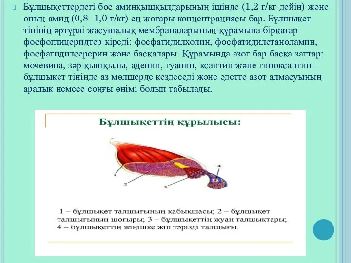 Бұлшықеттердегі бос аминқышқылдарының ішінде (1,2 г/кг дейін) және оның амид (0,8–1,0 г/кг)