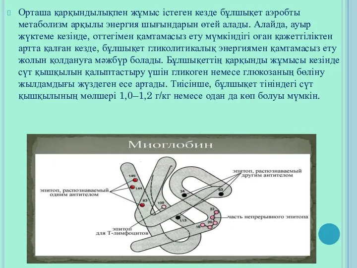 Орташа қарқындылықпен жұмыс істеген кезде бұлшықет аэробты метаболизм арқылы энергия шығындарын өтей