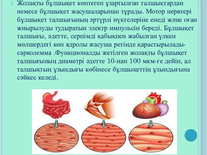 Жолақты бұлшықет көптеген ұзартылған талшықтардан немесе бұлшықет жасушаларынан тұрады. Мотор нервтері бұлшықет