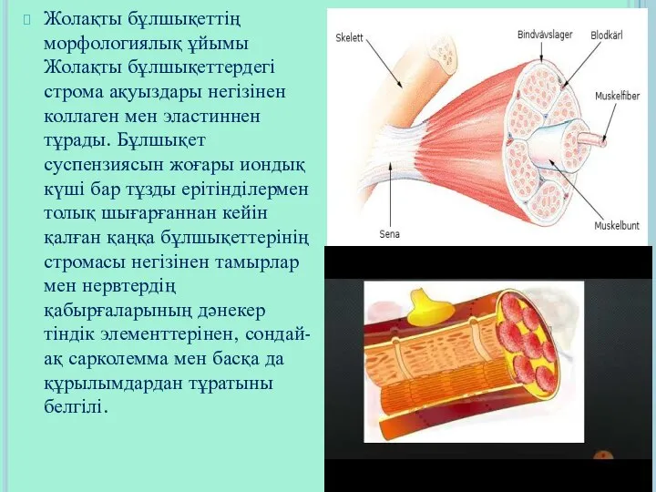 Жолақты бұлшықеттің морфологиялық ұйымы Жолақты бұлшықеттердегі строма ақуыздары негізінен коллаген мен эластиннен