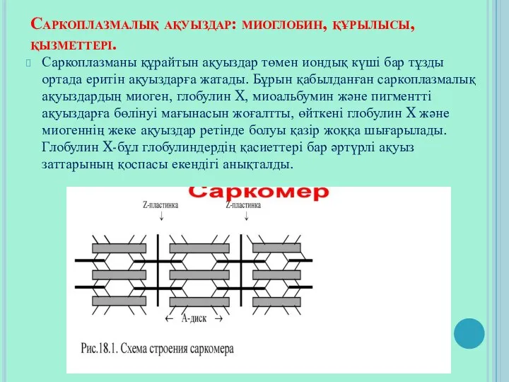 Саркоплазмалық ақуыздар: миоглобин, құрылысы, қызметтері. Саркоплазманы құрайтын ақуыздар төмен иондық күші бар