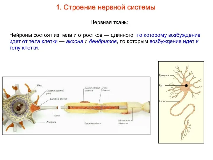 Нервная ткань: Нейроны состоят из тела и отростков — длинного, по которому