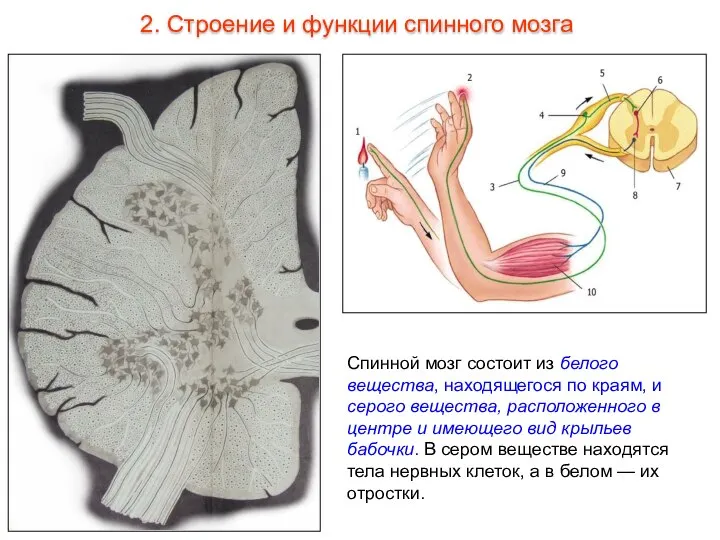 Спинной мозг состоит из белого вещества, находящегося по краям, и серого вещества,