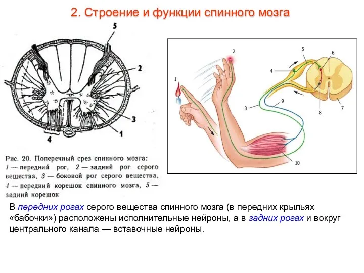 В передних рогах серого вещества спинного мозга (в передних крыльях «бабочки») расположены