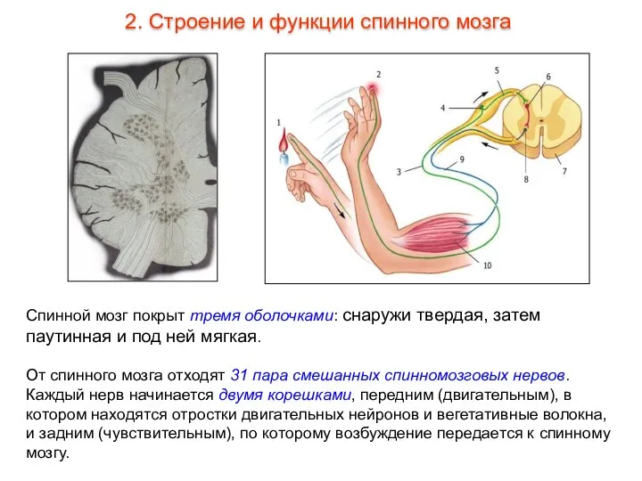 Спинной мозг покрыт тремя оболочками: снаружи твердая, затем паутинная и под ней