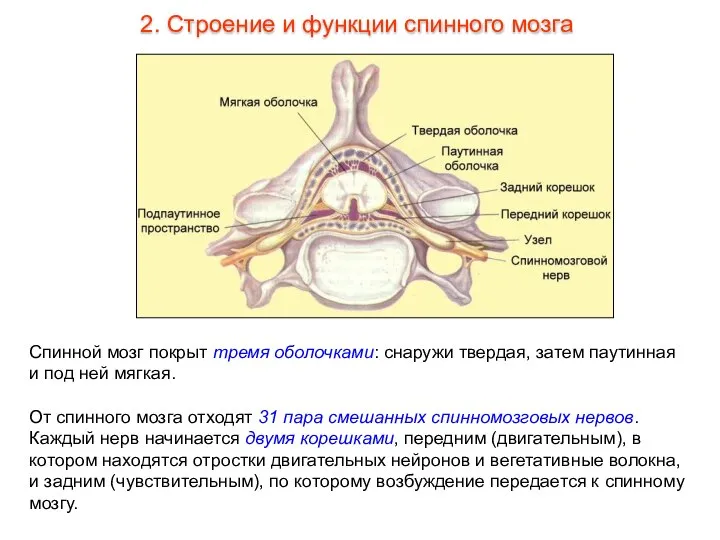 Спинной мозг покрыт тремя оболочками: снаружи твердая, затем паутинная и под ней