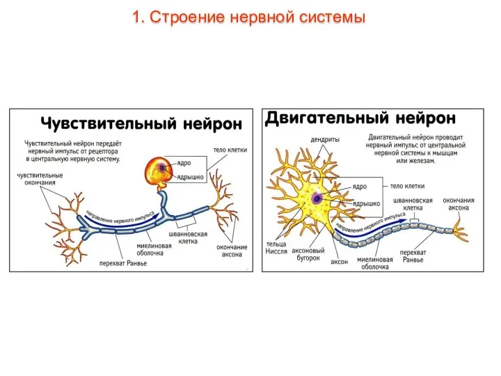1. Строение нервной системы