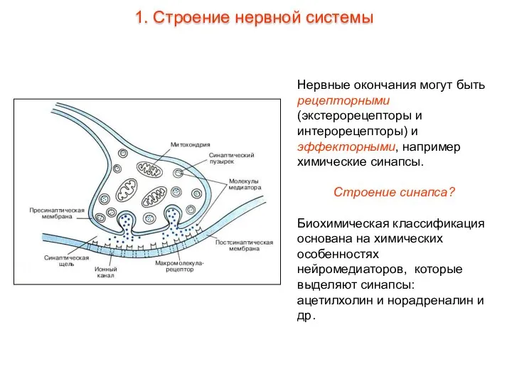 Нервные окончания могут быть рецепторными (экстерорецепторы и интерорецепторы) и эффекторными, например химические