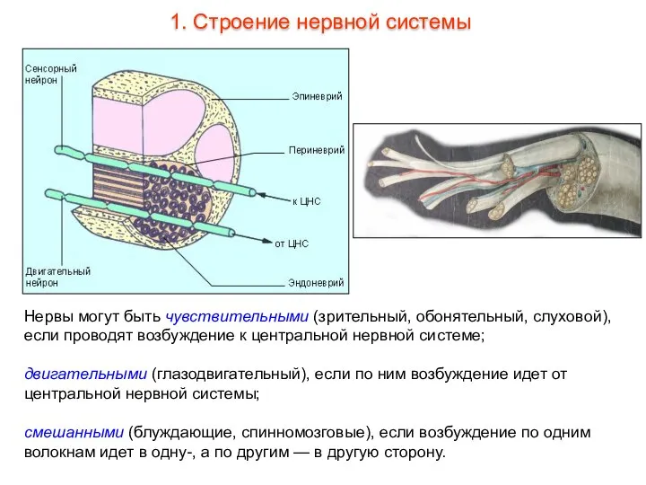 Нервы могут быть чувствительными (зрительный, обонятельный, слуховой), если проводят возбуждение к центральной