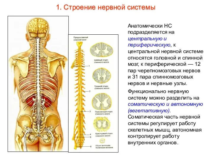 Анатомически НС подразделяется на центральную и периферическую, к центральной нервной системе относятся