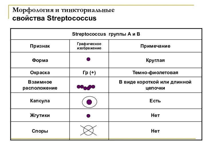 Морфология и тинкториальные свойства Streptococcus