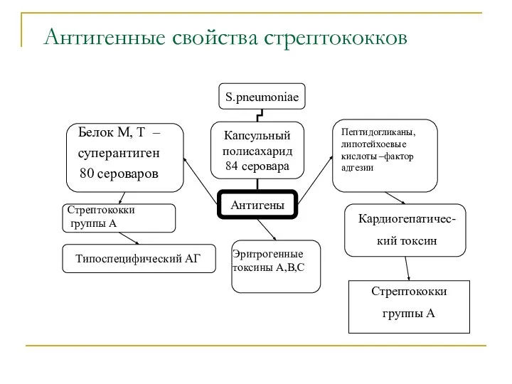 Антигенные свойства стрептококков Эритрогенные токсины А,В,С Стрептококки группы А Белок М, Т