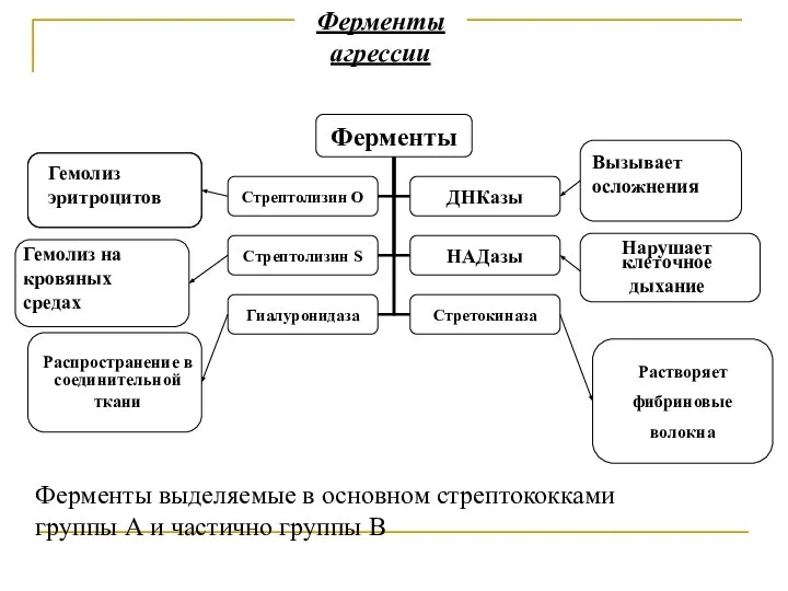 Ферменты агрессии Гемолиз эритроцитов Гемолиз на кровяных средах Распространение в соединительной ткани