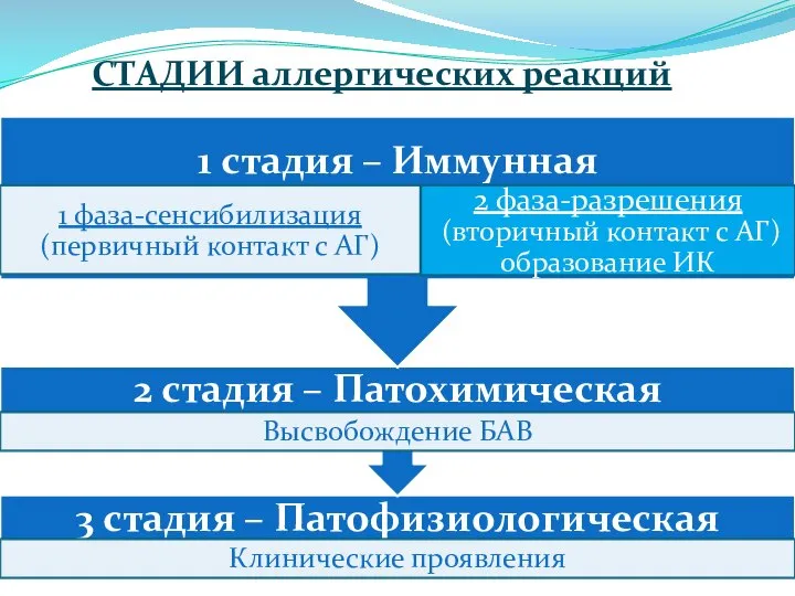 СТАДИИ аллергических реакций