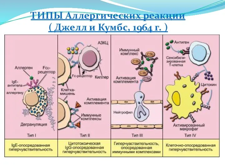 ТИПЫ Аллергических реакции ( Джелл и Кумбс, 1964 г. )