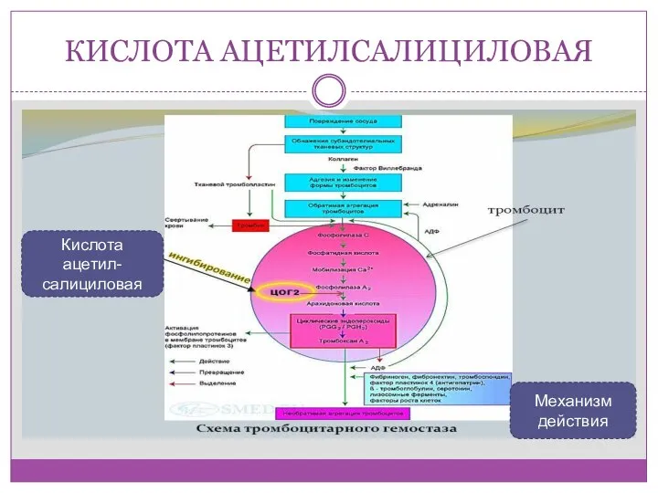 КИСЛОТА АЦЕТИЛСАЛИЦИЛОВАЯ Кислота ацетил-салициловая Механизм действия