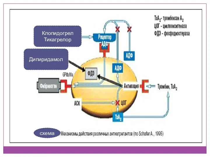 Клопидогрел Тикагрелор Дипиридамол схема