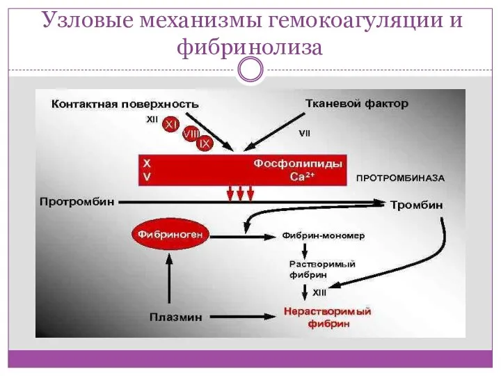 Узловые механизмы гемокоагуляции и фибринолиза