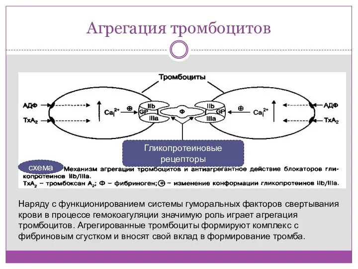 Агрегация тромбоцитов Гликопротеиновые рецепторы схема Наряду с функционированием системы гуморальных факторов свертывания