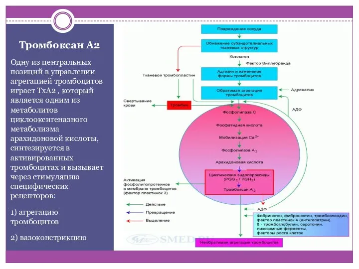 Тромбоксан А2 Одну из центральных позиций в управлении агрегацией тромбоцитов играет TxA2