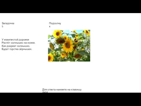 У извилистой дорожки Растёт солнышко на ножке. Как дозреет солнышко, Будет горстка