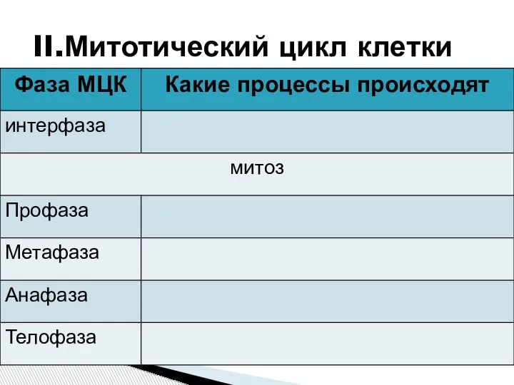 II.Митотический цикл клетки