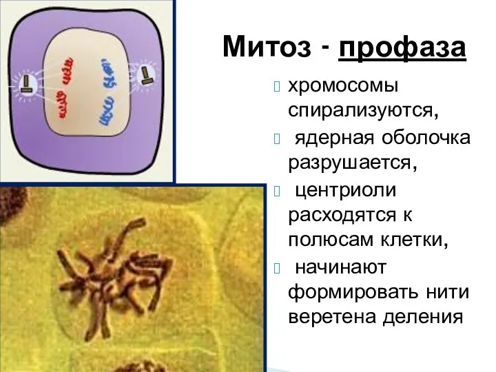 Митоз - профаза хромосомы спирализуются, ядерная оболочка разрушается, центриоли расходятся к полюсам