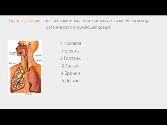 Органы дыхания - это специализированные органы для газообмена между организмом и окружающей