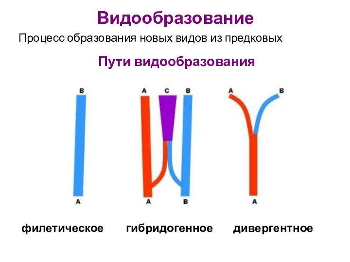 Видообразование Процесс образования новых видов из предковых Пути видообразования