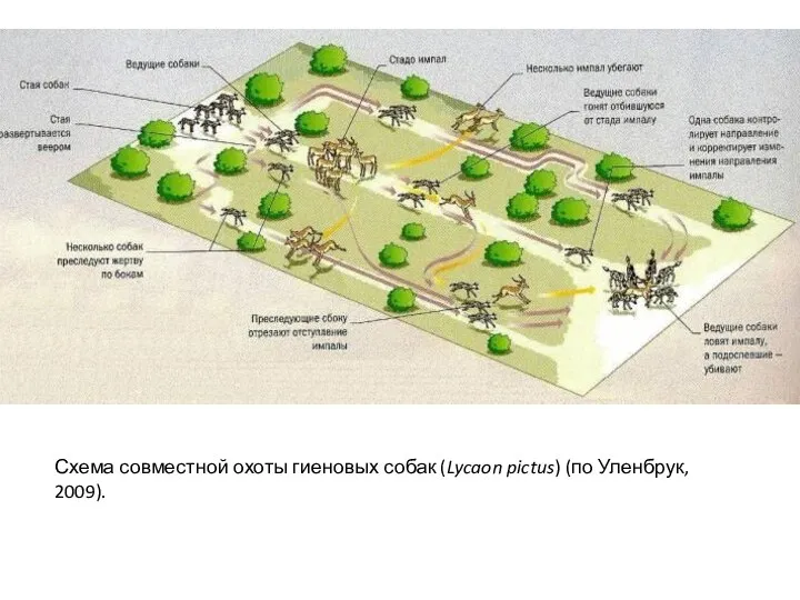 Схема совместной охоты гиеновых собак (Lycaon pictus) (по Уленбрук, 2009).