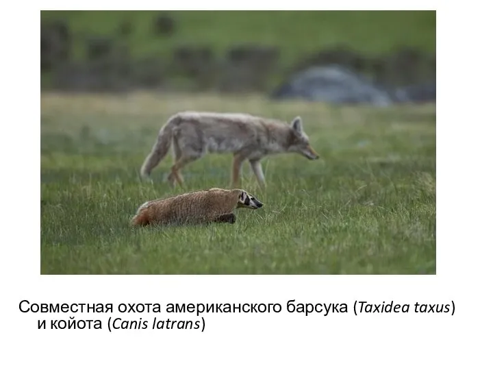 Совместная охота американского барсука (Taxidea taxus) и койота (Canis latrans)