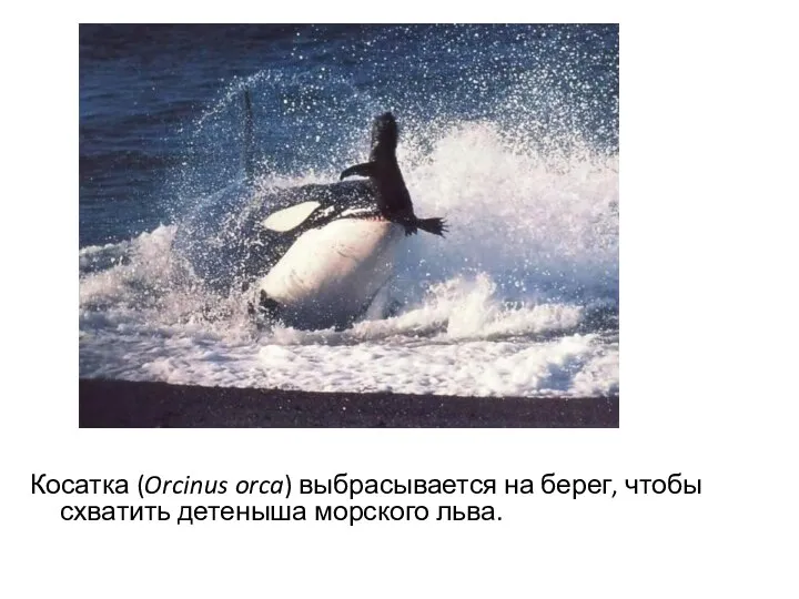 Косатка (Orcinus orca) выбрасывается на берег, чтобы схватить детеныша морского льва.