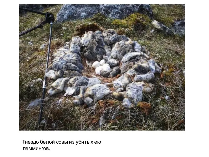 Гнездо белой совы из убитых ею леммингов.