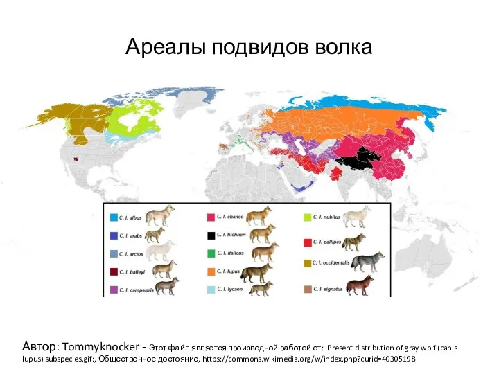 Ареалы подвидов волка Автор: Tommyknocker - Этот файл является производной работой от: