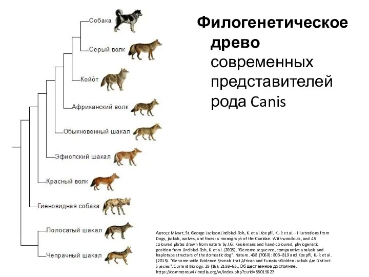 Филогенетическое древо современных представителей рода Canis Автор: Mivart, St. George JacksonLindblad-Toh, K.